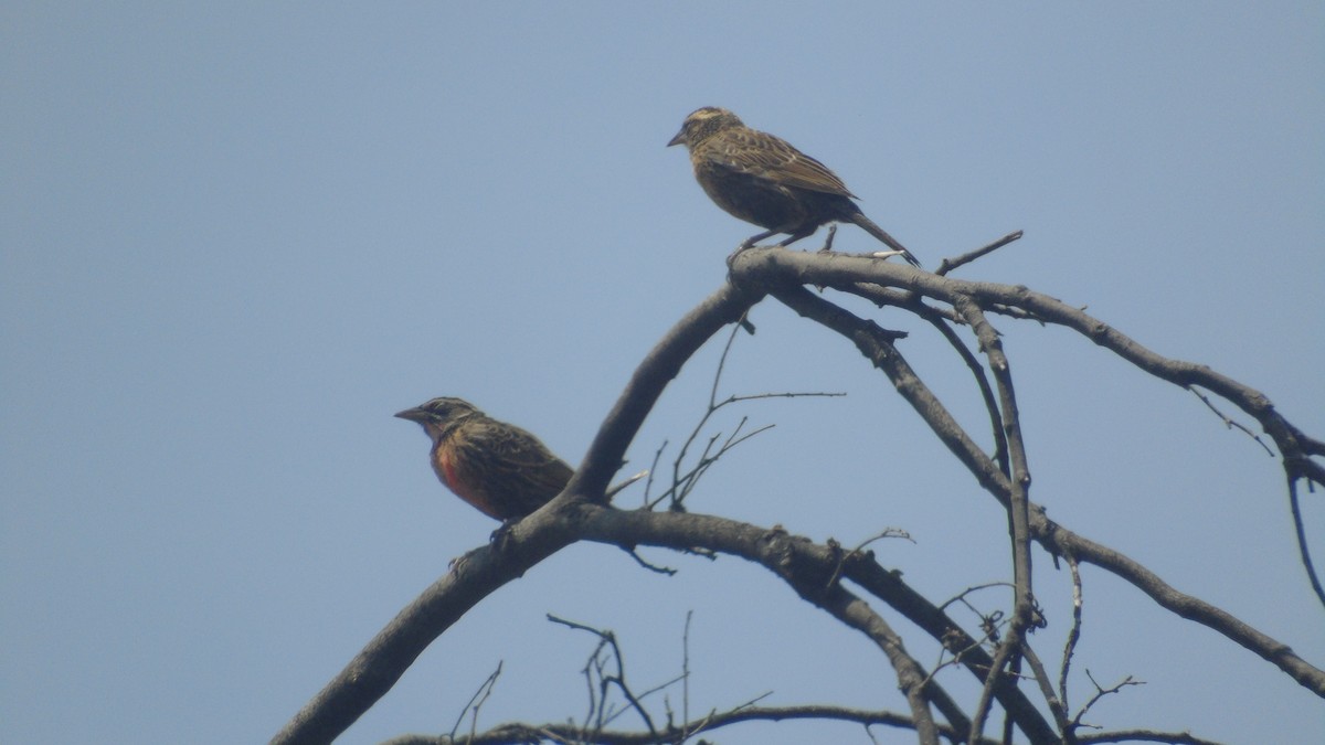 Long-tailed Meadowlark - Diego Herrera