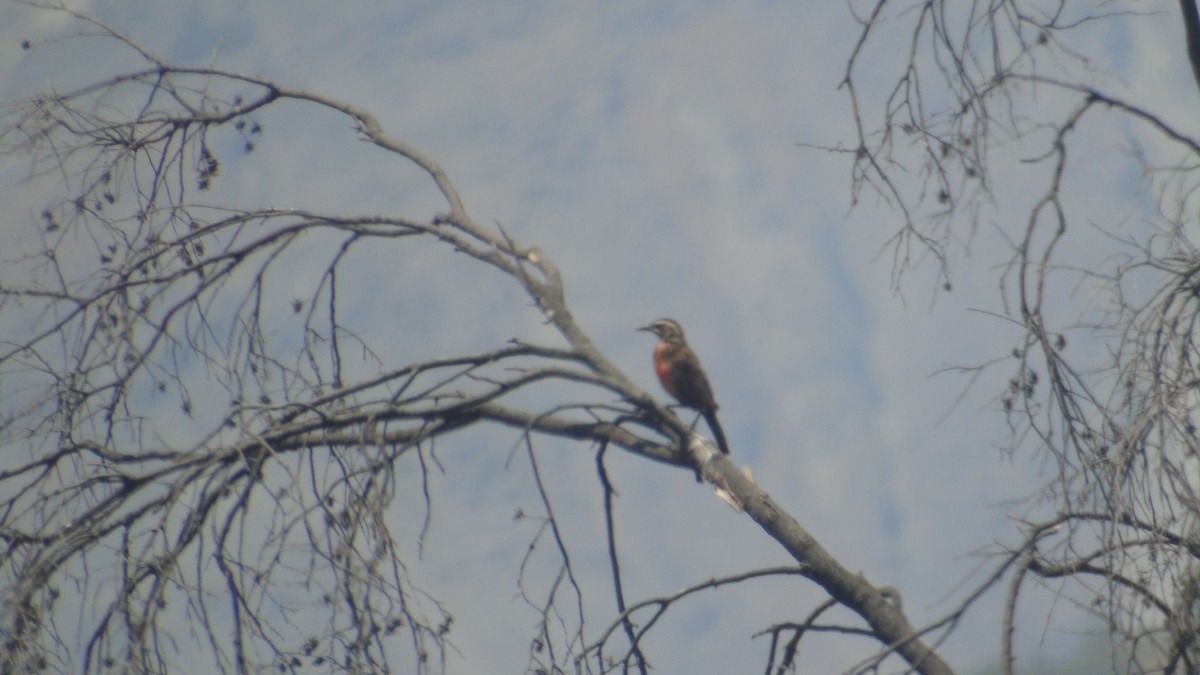 Long-tailed Meadowlark - Diego Herrera