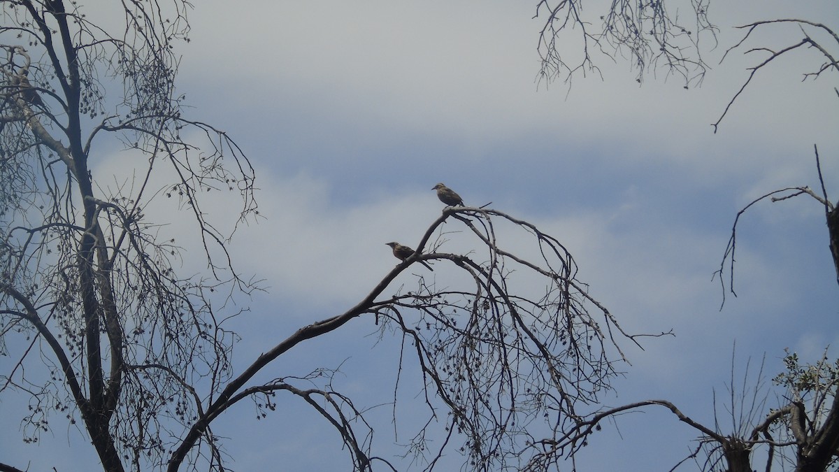 Long-tailed Meadowlark - Diego Herrera