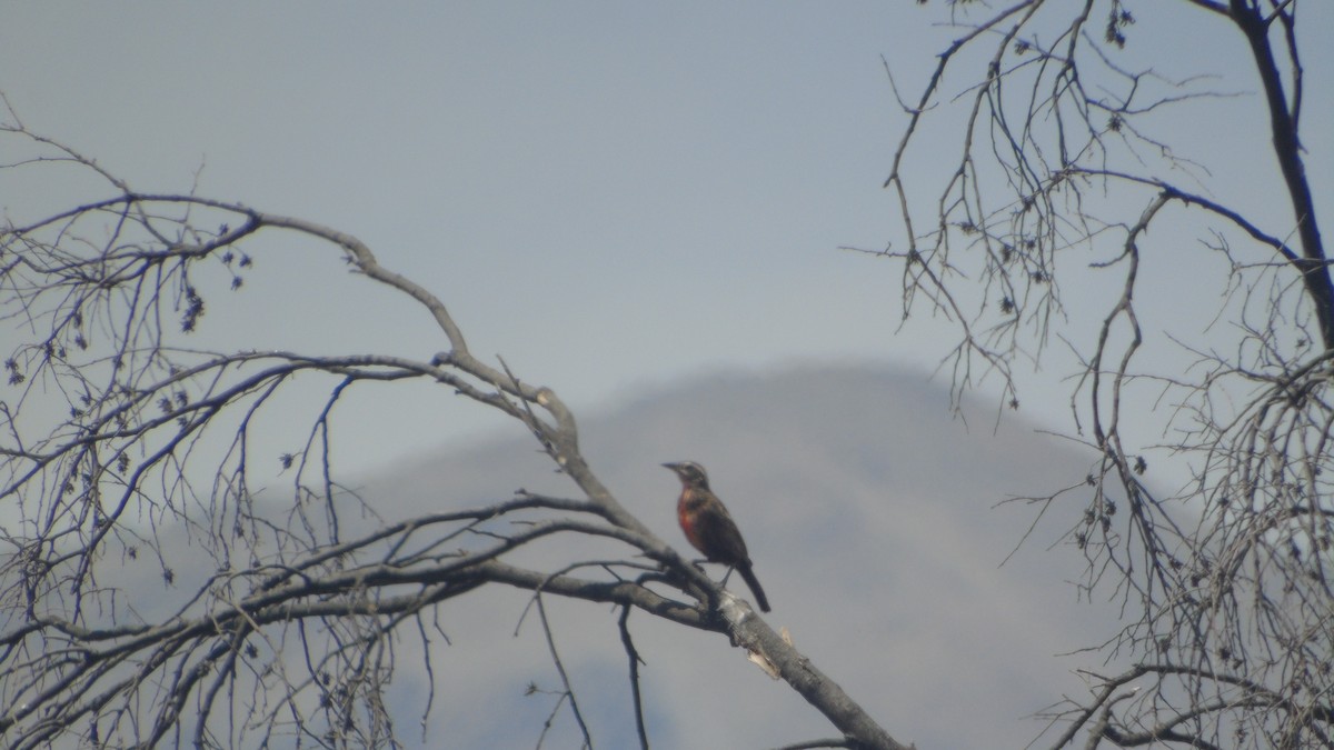 Long-tailed Meadowlark - Diego Herrera