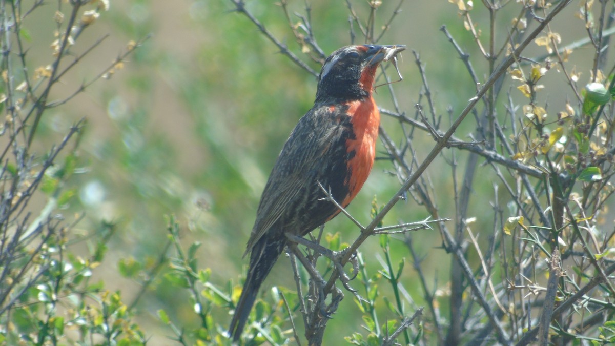 Long-tailed Meadowlark - Diego Herrera