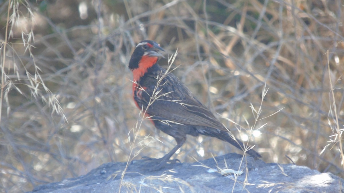 Long-tailed Meadowlark - Diego Herrera