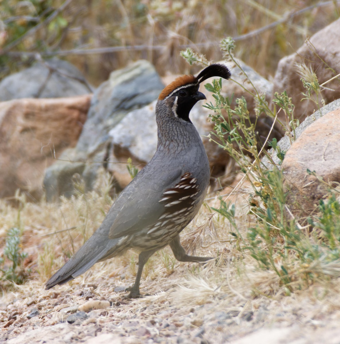 Gambel's Quail - Leslie Holzmann