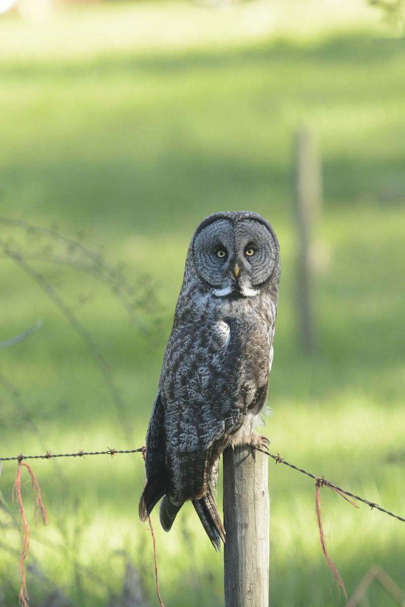 Great Gray Owl - Gary Davidson