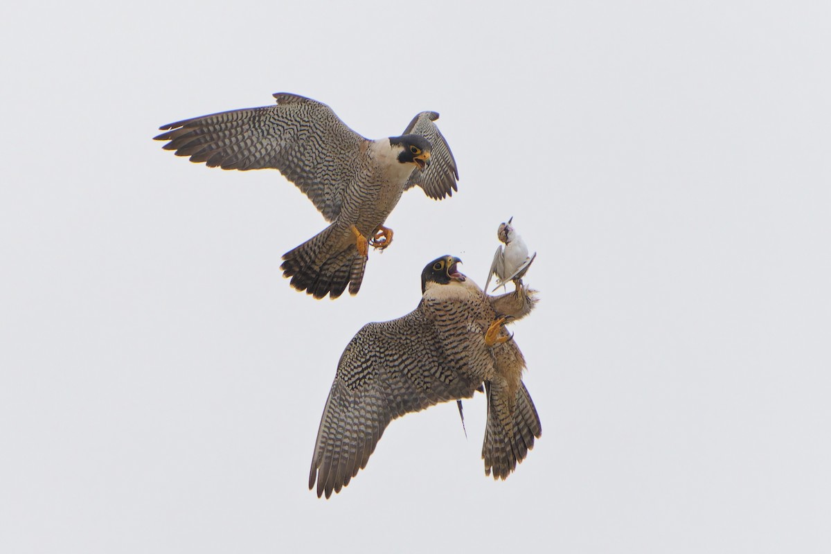 Peregrine Falcon - Jonathan Casanova