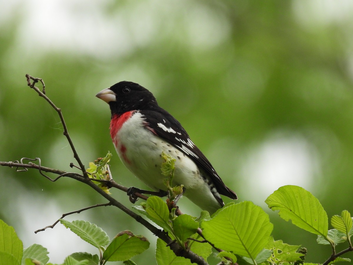 Rose-breasted Grosbeak - Sean Leonard