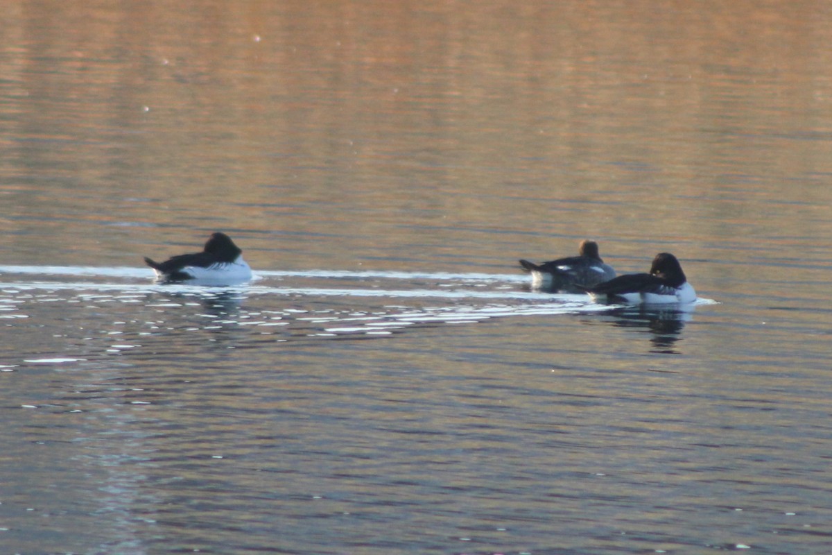 Common Goldeneye - Sean Cozart