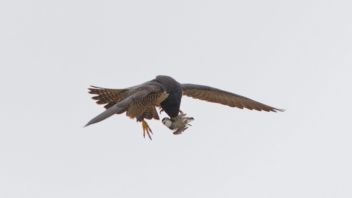 Peregrine Falcon - Jonathan Casanova