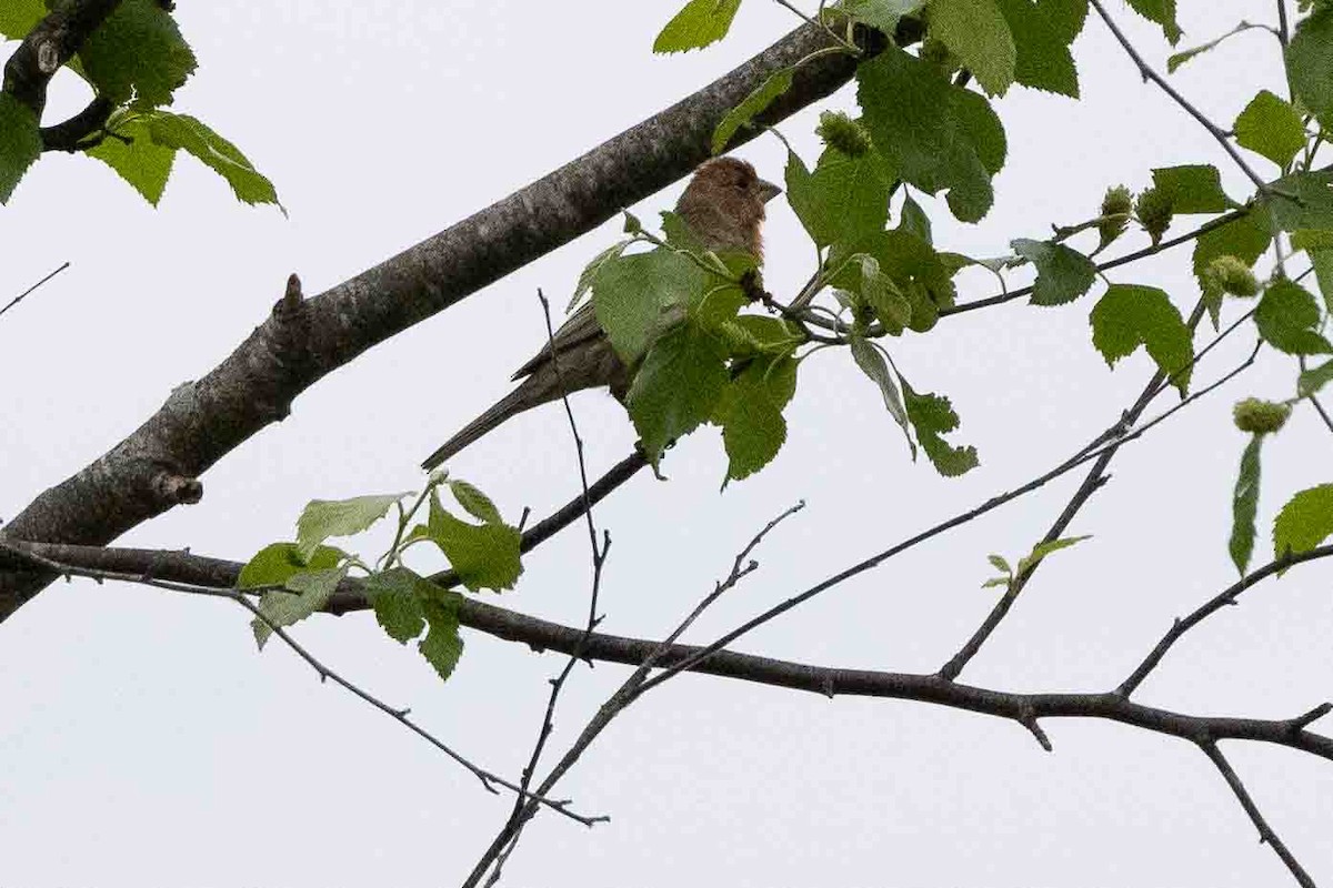 House Finch - Ann Van Sant