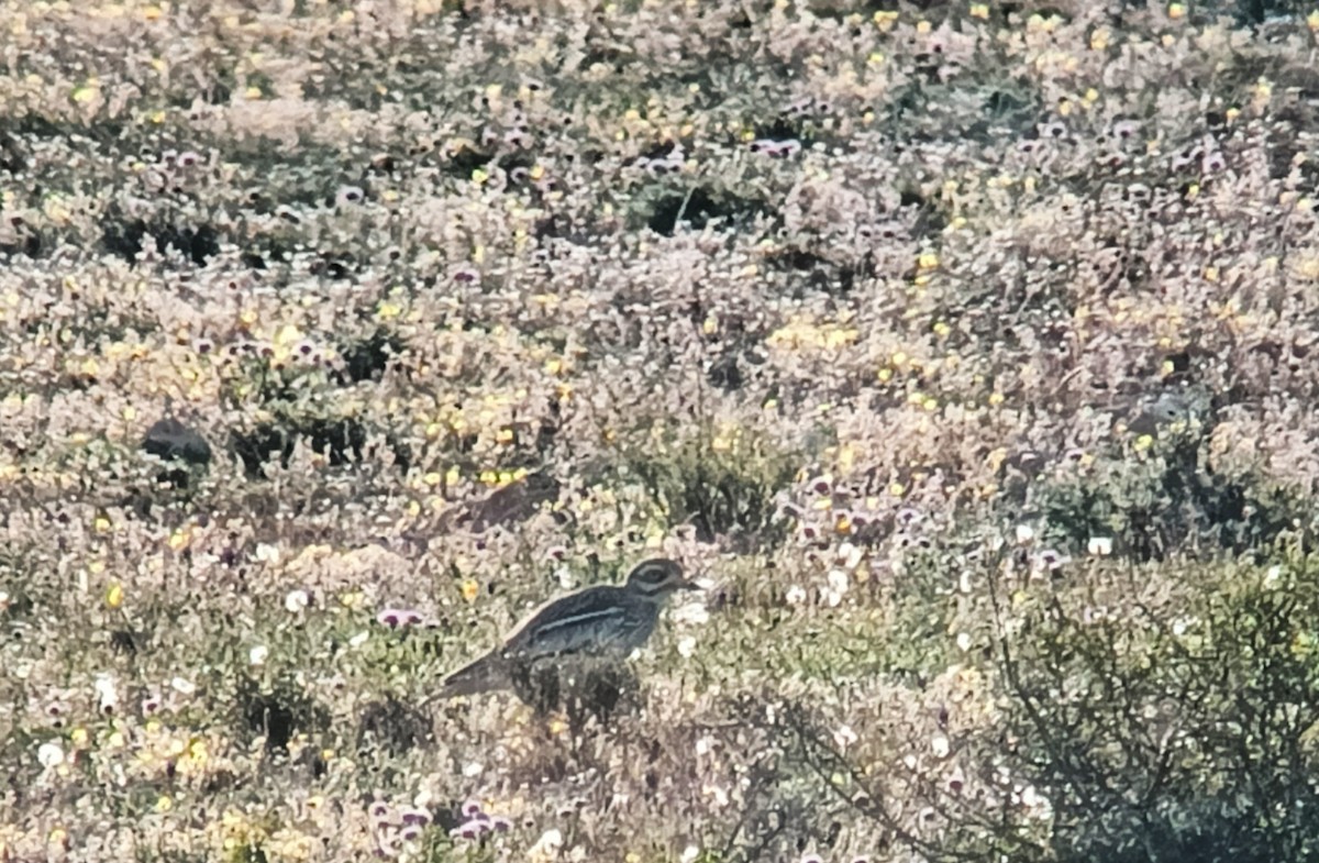 Eurasian Thick-knee - ML618780342