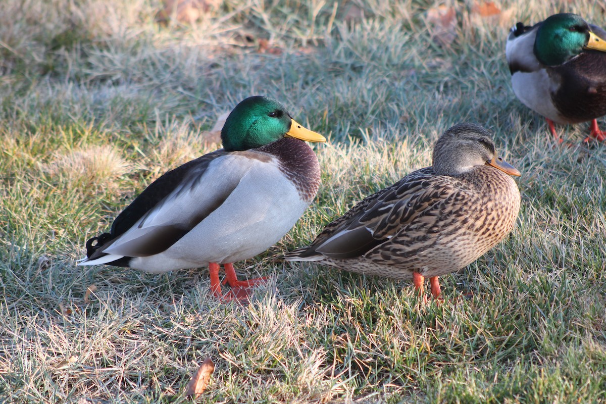 Mallard - Sean Cozart