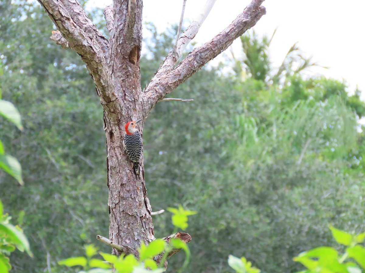 Red-bellied Woodpecker - Susan Young