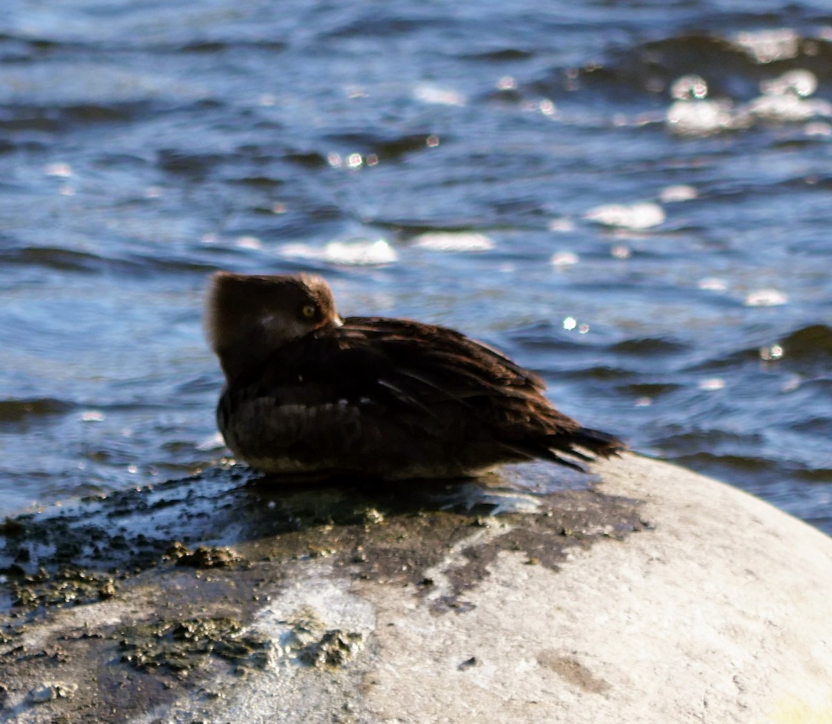 Hooded Merganser - Cécile Charlton