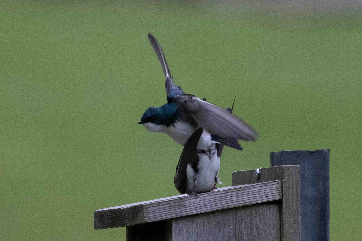 Tree Swallow - Ann Van Sant