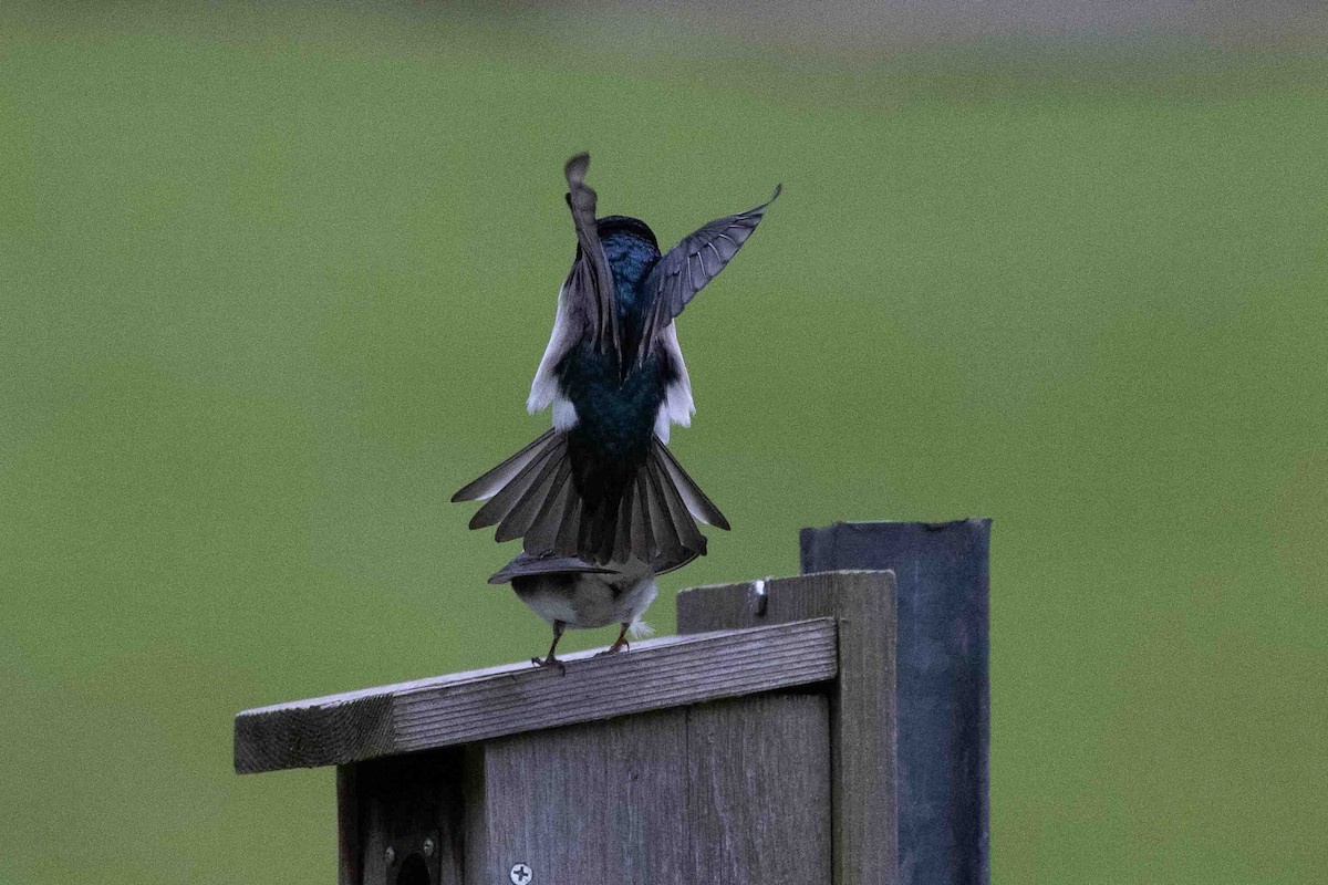 Tree Swallow - Ann Van Sant