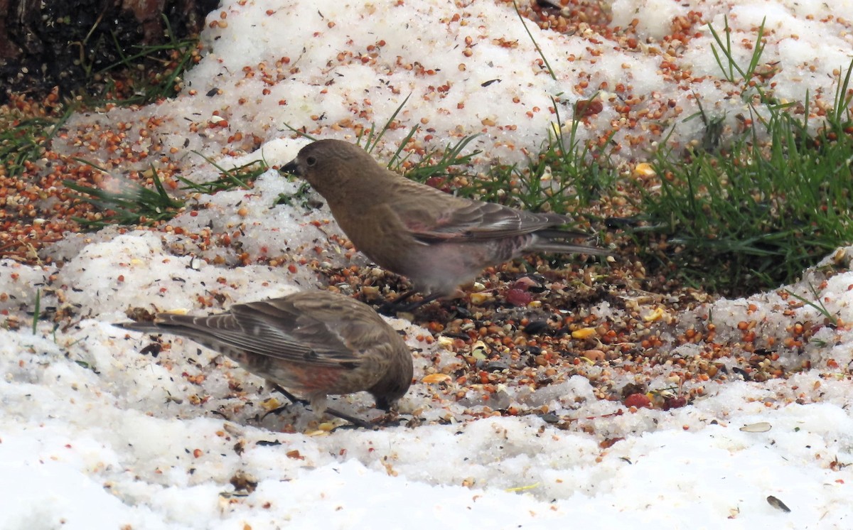 Brown-capped Rosy-Finch - David Orth-Moore