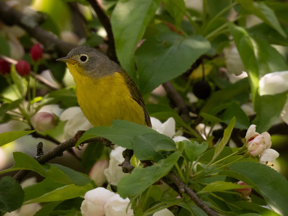 Nashville Warbler - Lane Theander