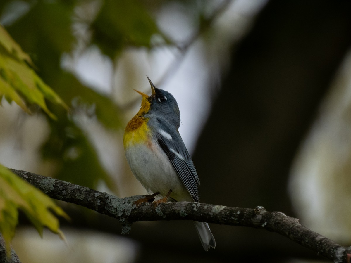 Northern Parula - Lane Theander