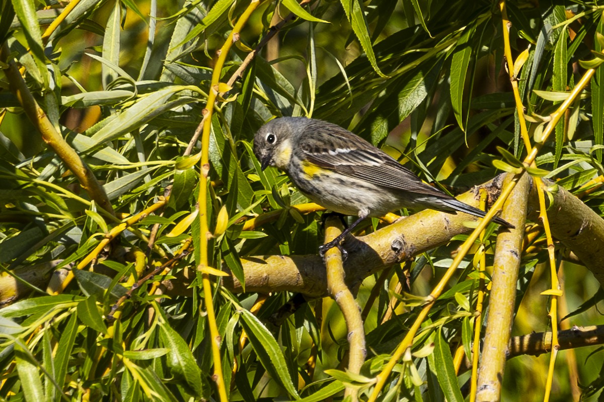 Yellow-rumped Warbler - Jef Blake