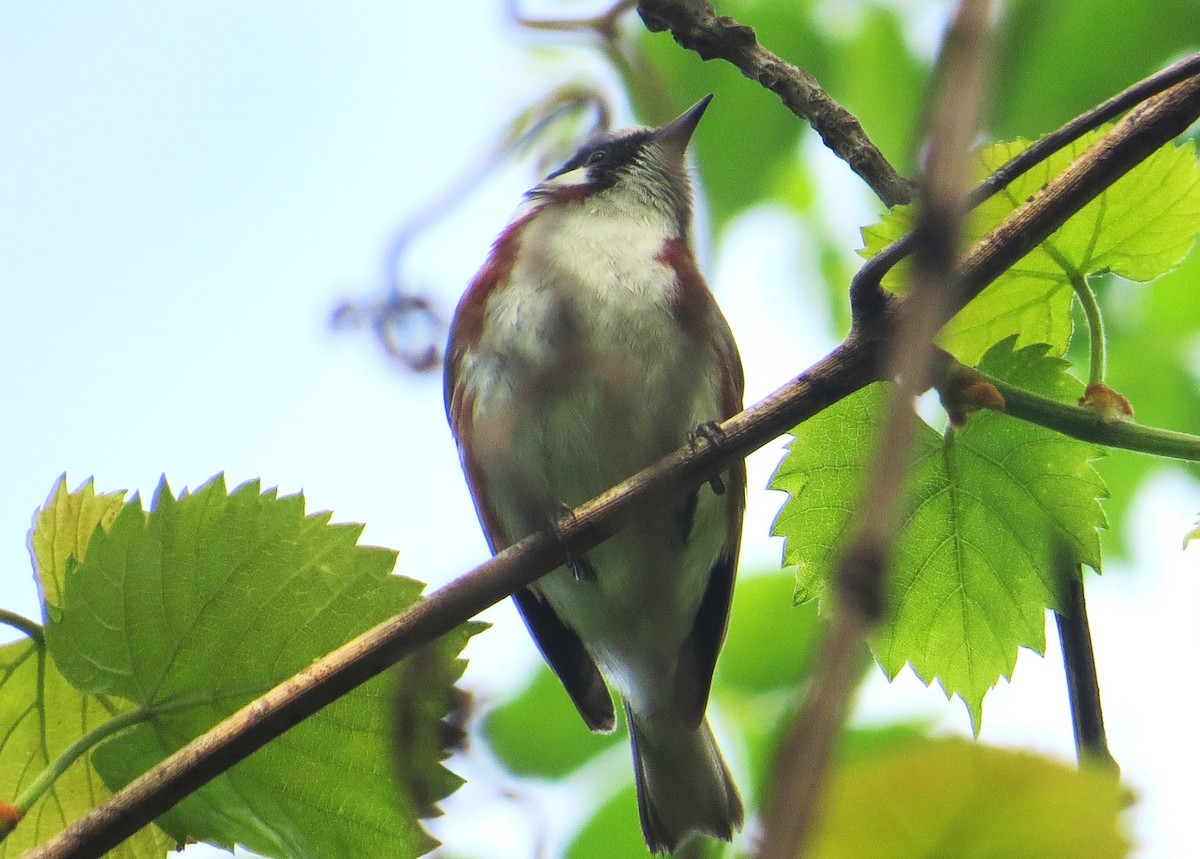 Chestnut-sided Warbler - Vivek Govind Kumar