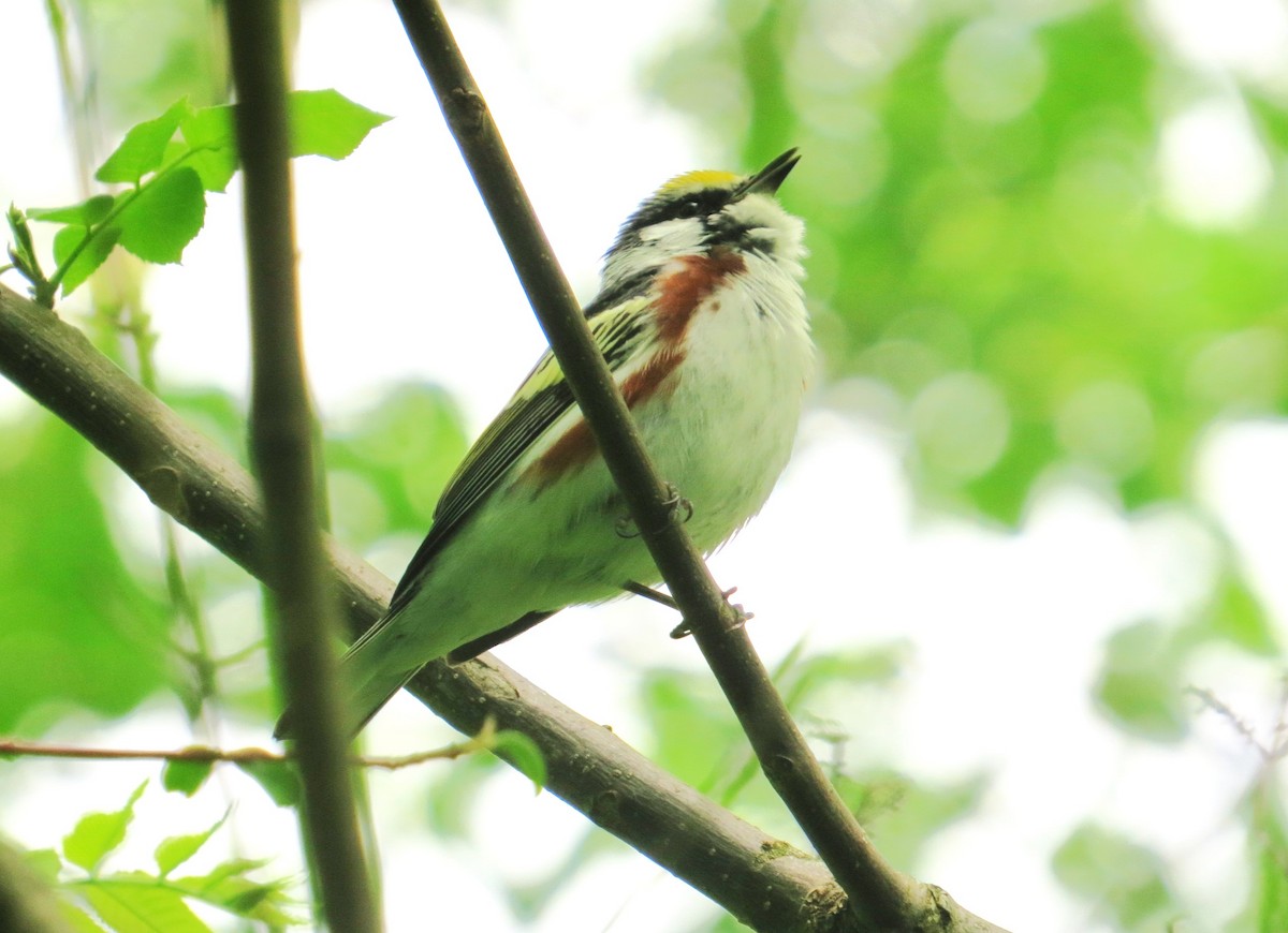 Chestnut-sided Warbler - Vivek Govind Kumar