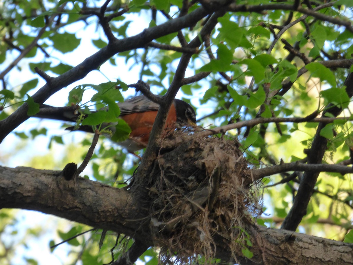 American Robin - ML618780437