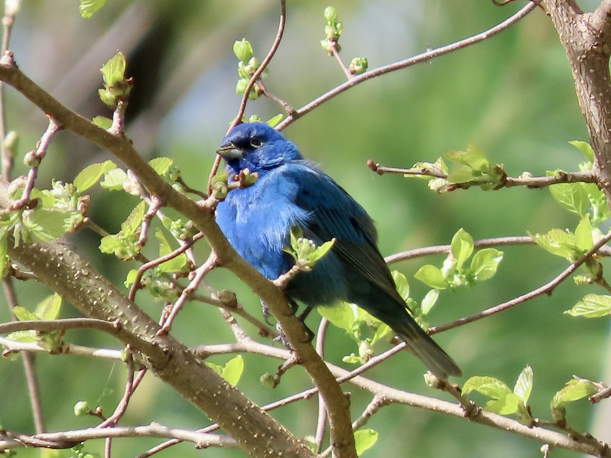 Passerin indigo - ML618780439