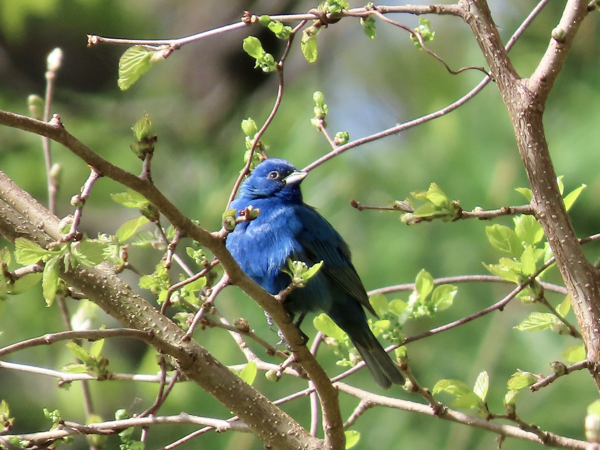 Passerin indigo - ML618780440