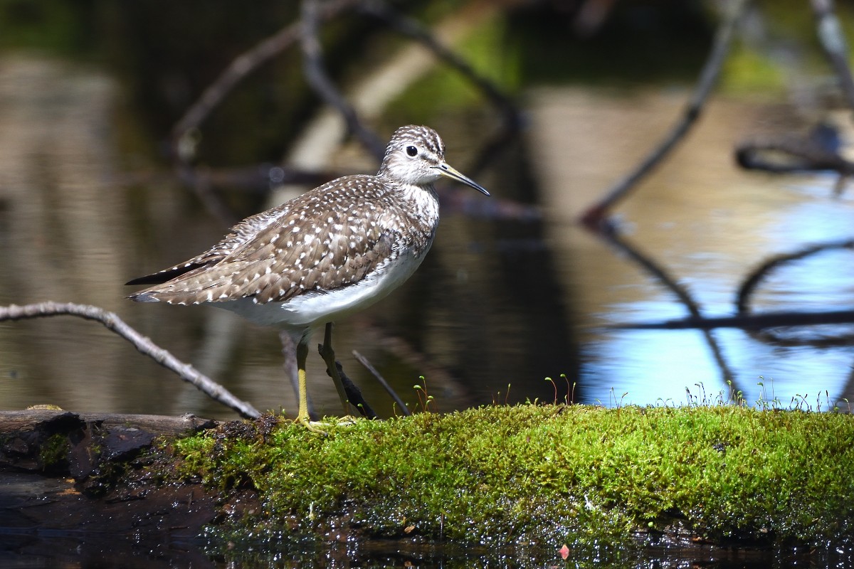 Solitary Sandpiper - Richard Guillet