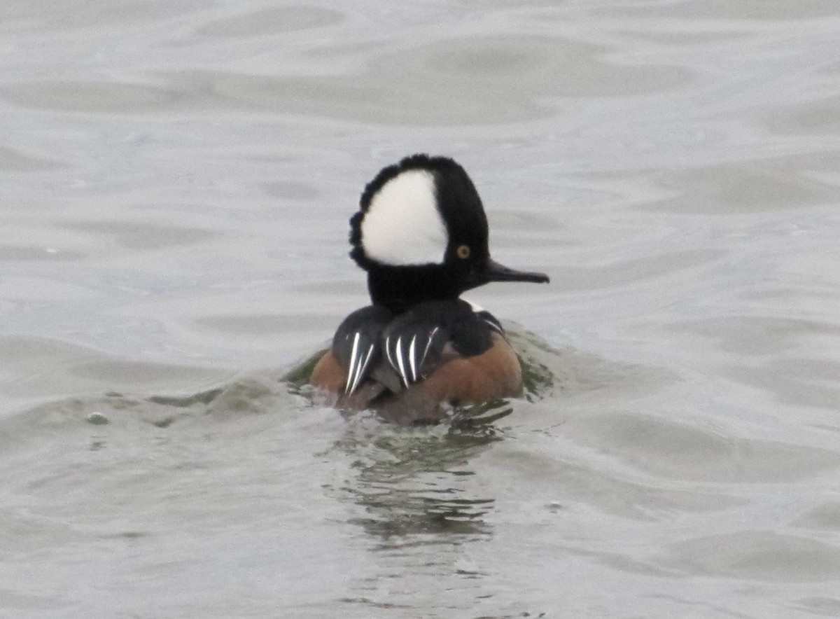 Hooded Merganser - ML618780463