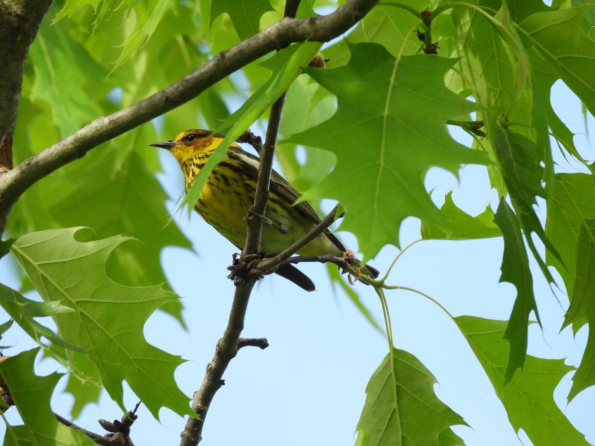 Cape May Warbler - Sean Leonard