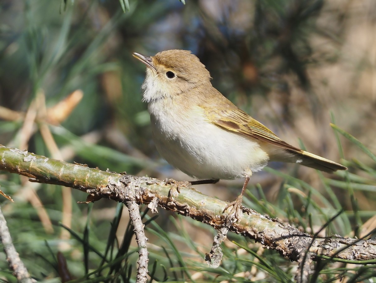 Western Bonelli's Warbler - ML618780497