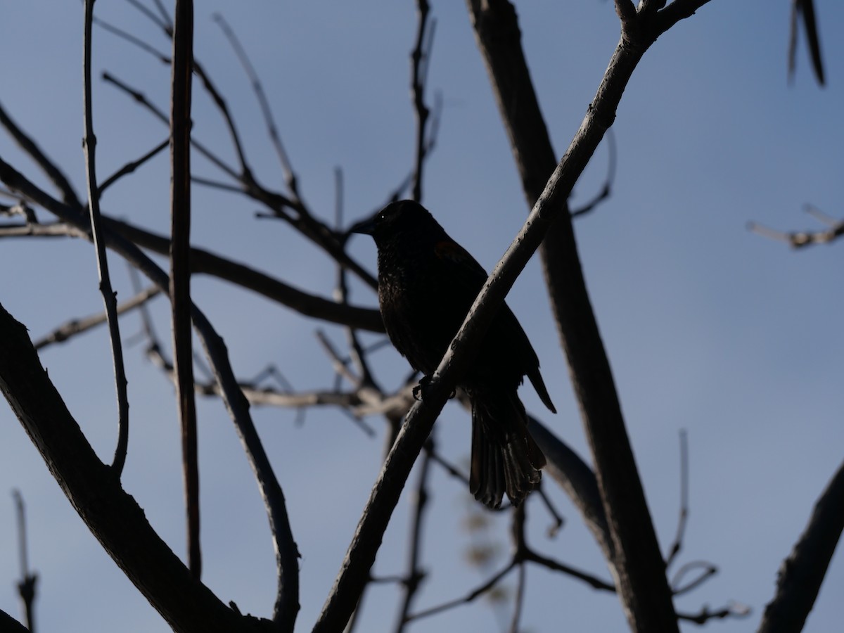 Red-winged Blackbird - ML618780514