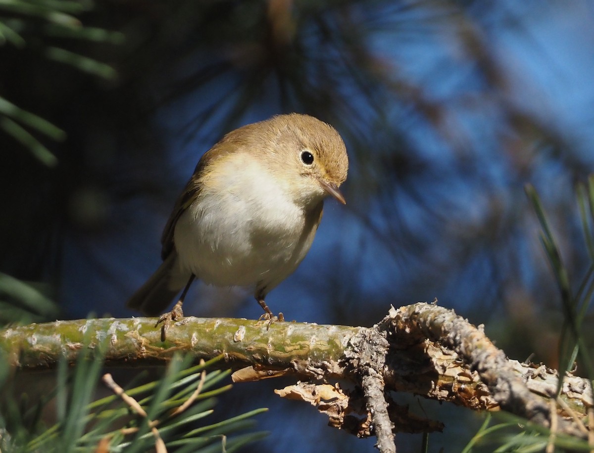 Western Bonelli's Warbler - ML618780518