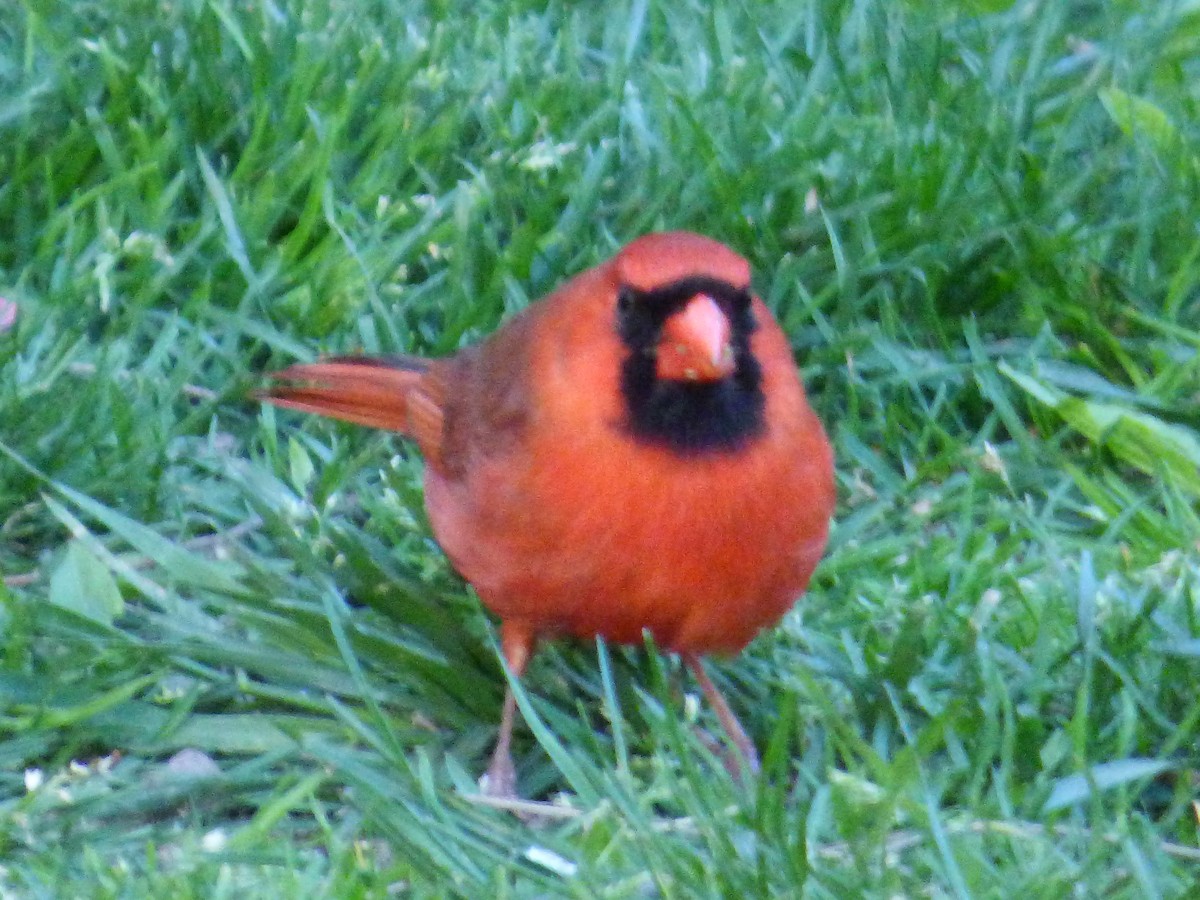 Northern Cardinal - ML618780522