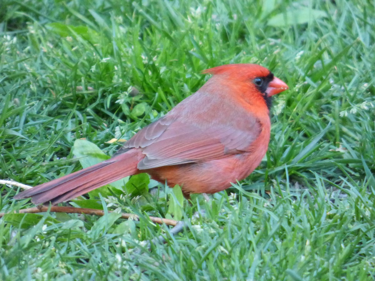 Northern Cardinal - ML618780526