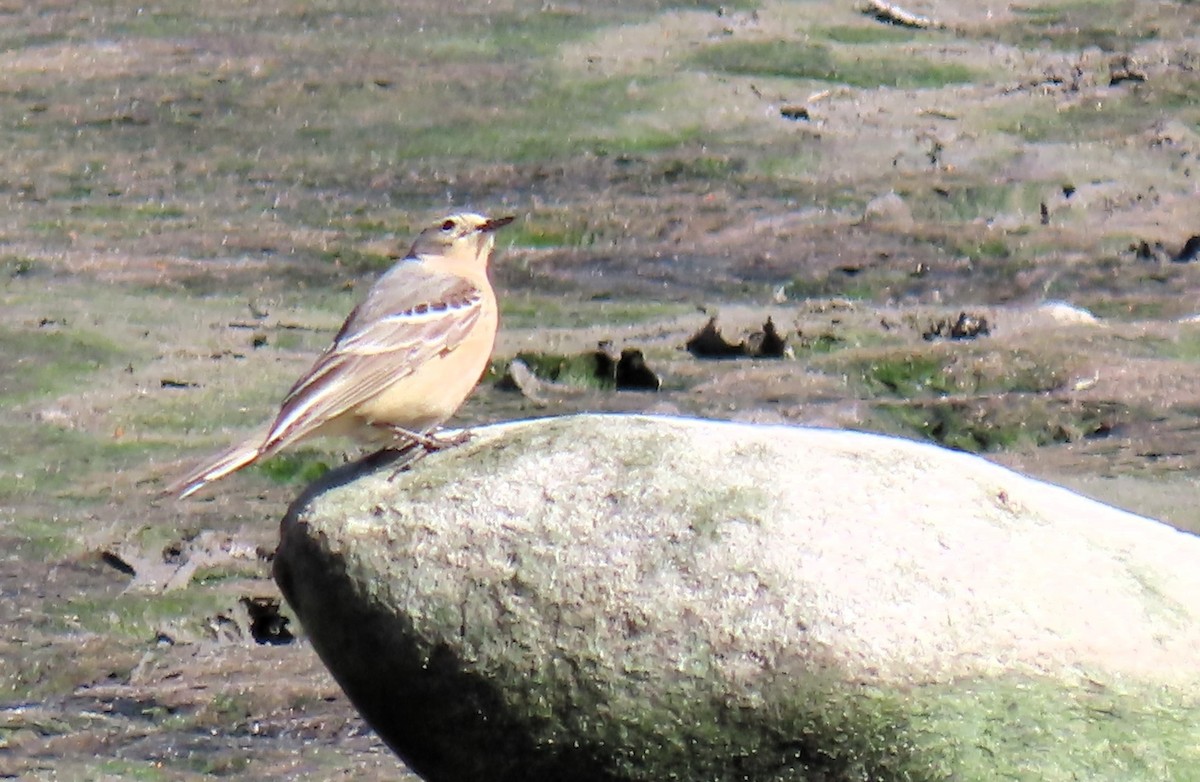 American Pipit - David Orth-Moore