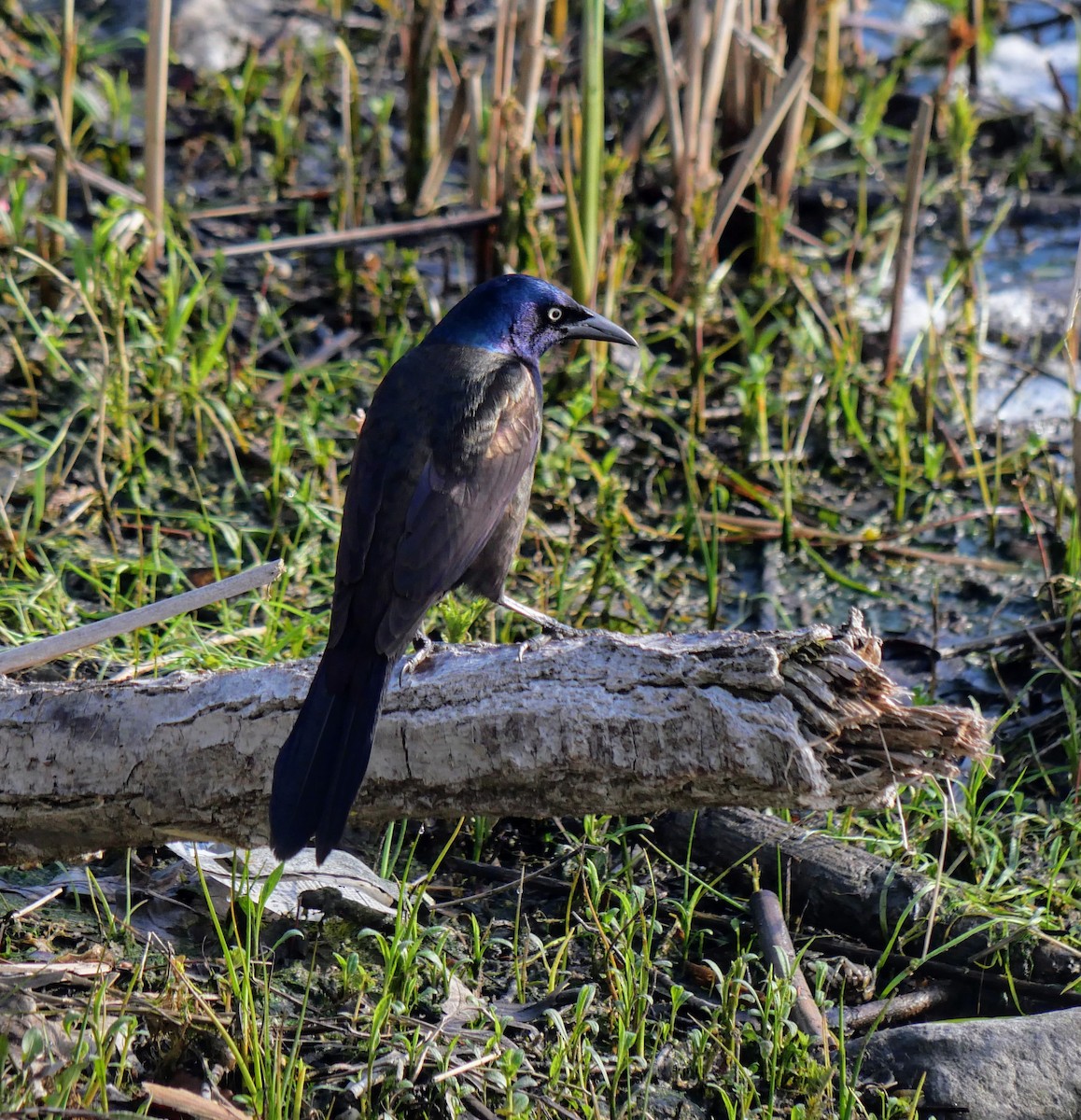 Common Grackle - Cécile Charlton