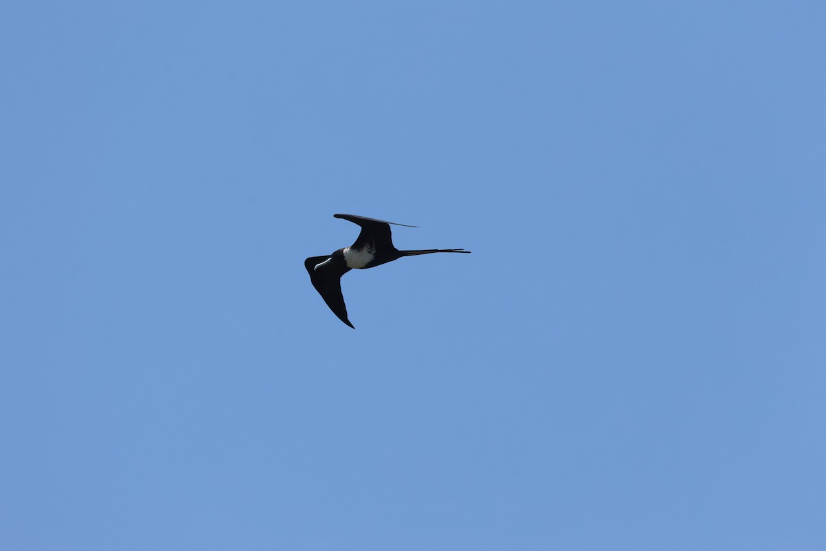 Magnificent Frigatebird - Vern Bothwell