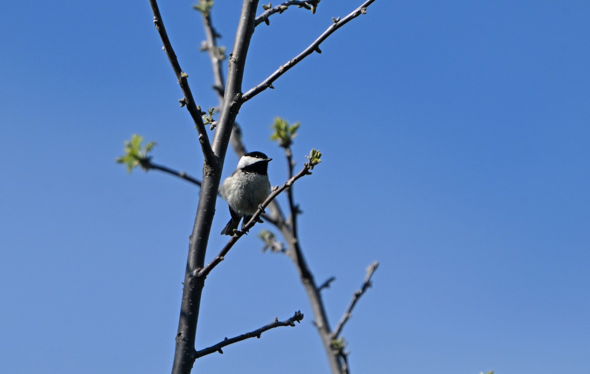 Carolina Chickadee - Paul Nale