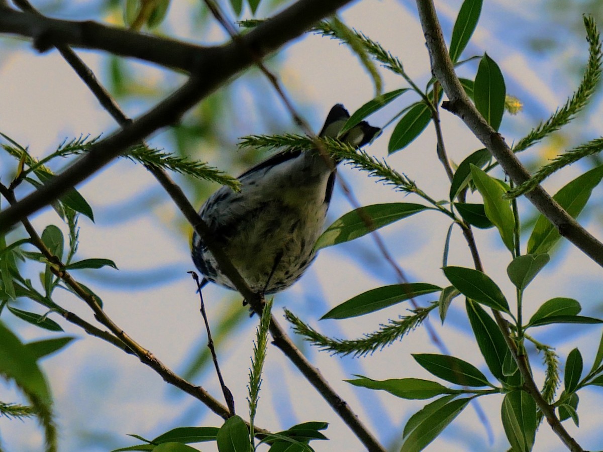 Yellow-rumped Warbler - ML618780593