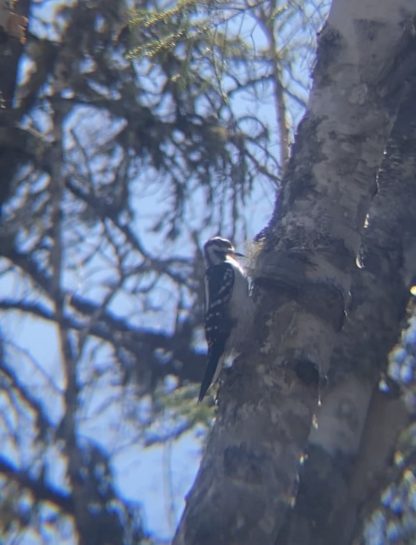 Hairy Woodpecker - Zakary L’Abbé-Larivière