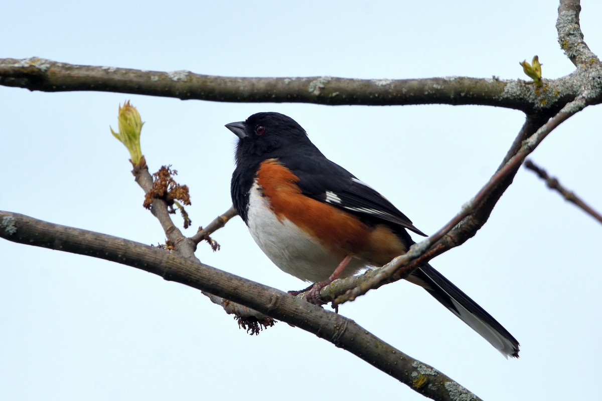 Eastern Towhee - Richard Guillet