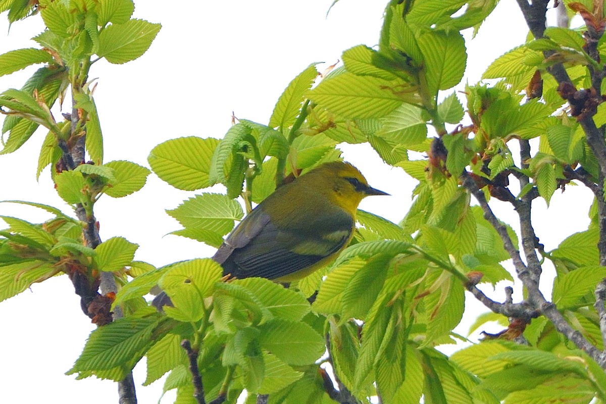 Blue-winged Warbler - Richard Guillet