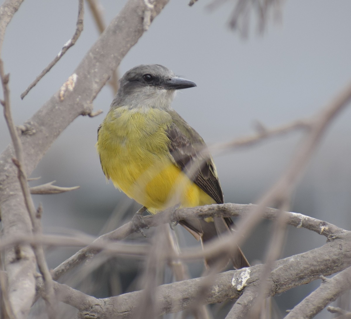 Tropical Kingbird - Monica Paredes Mejia