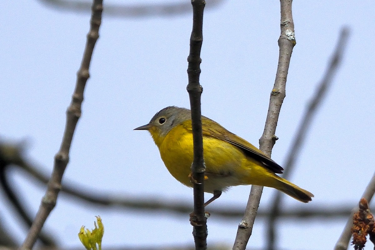 Nashville Warbler - Richard Guillet