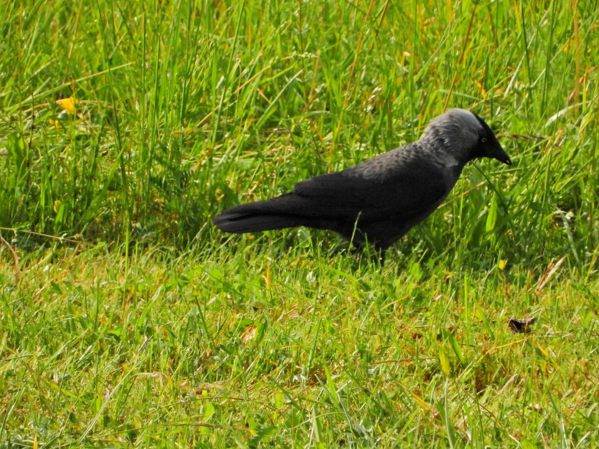 Eurasian Jackdaw - Jana Vlková