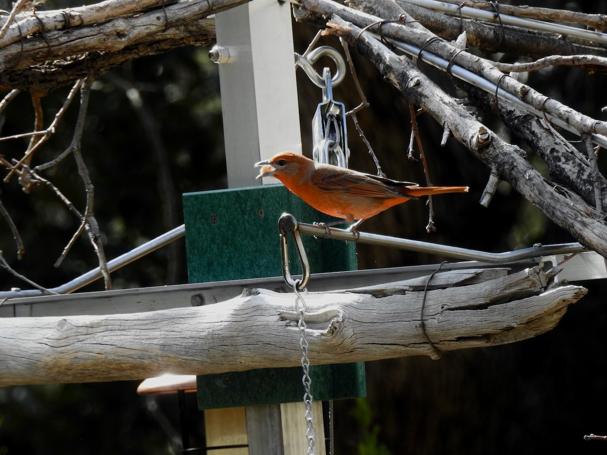 Hepatic Tanager - Yvonne Motherwell