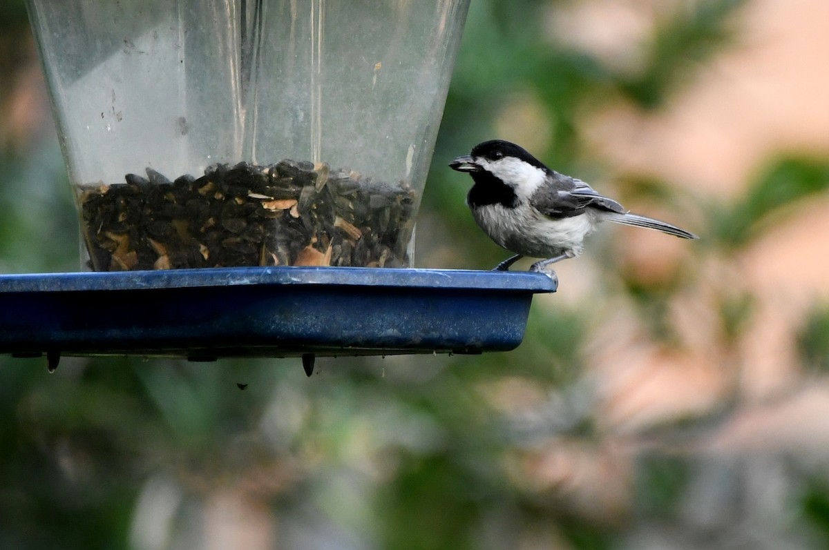 Carolina Chickadee - Kevin Smith