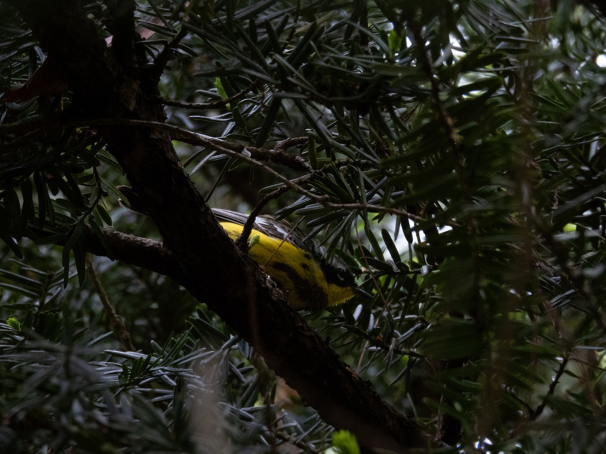 Magnolia Warbler - Lane Theander